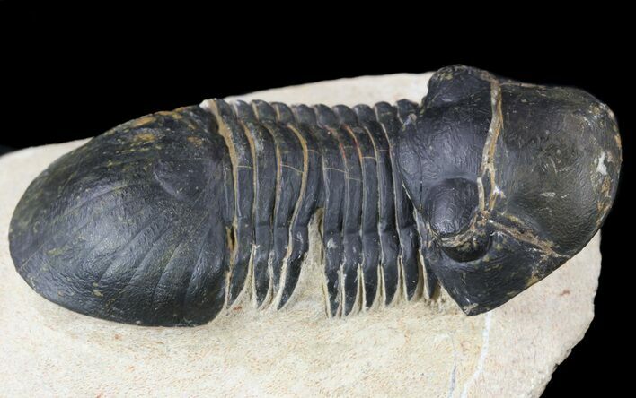 Paralejurus Trilobite Fossil - Foum Zguid, Morocco #53529
